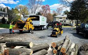 Best Tree Removal  in Homer, MI