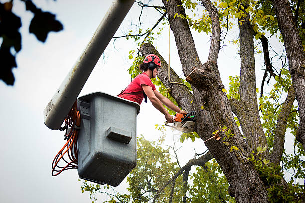 Best Tree Risk Assessment  in Homer, MI