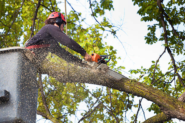 Best Leaf Removal  in Homer, MI